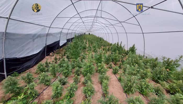 Foto. Cultură de canabis, înființată în Bihor, întinsă pe șase hectare 